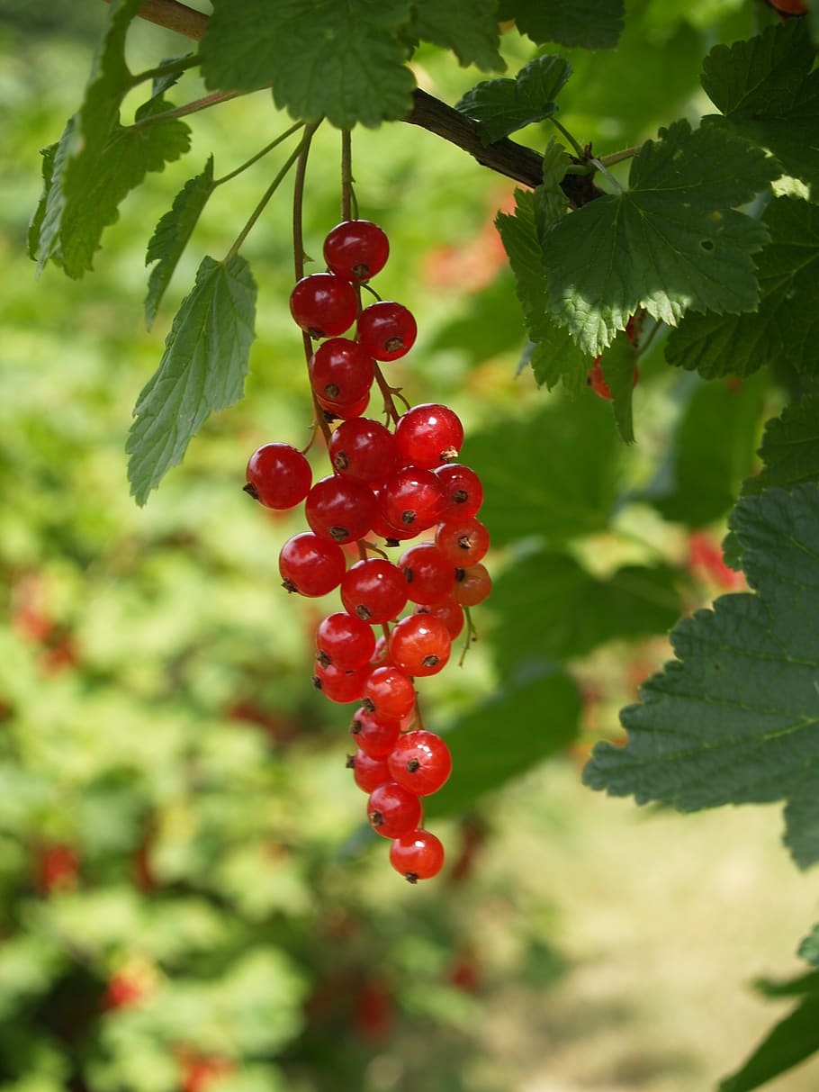 currant, red, garden, berries, food, mature, plant, food and drink HD wallpaper