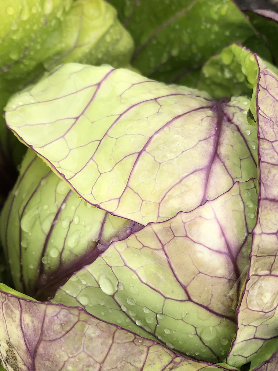 cabbage, raindrops, vegetable, green, horticulture, garden HD wallpaper