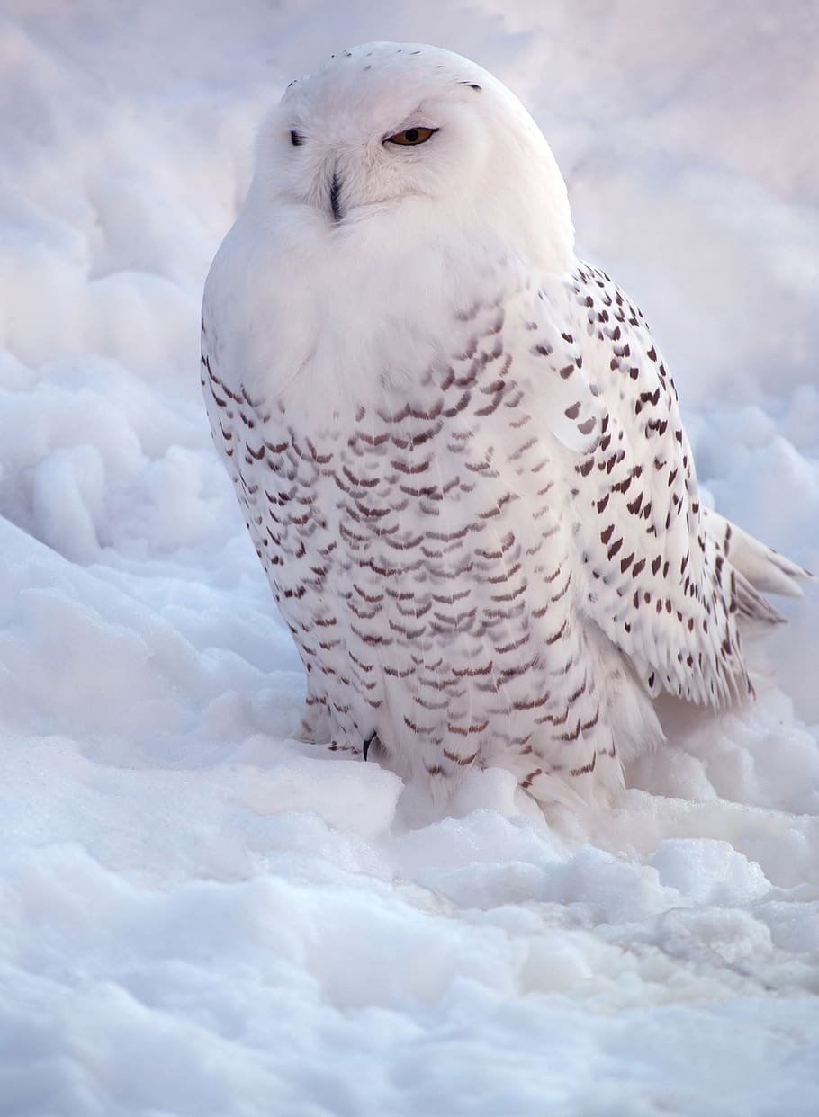 HD wallpaper: white, snowy owl, bird of prey, nature, beauty, winter, animal  themes | Wallpaper Flare