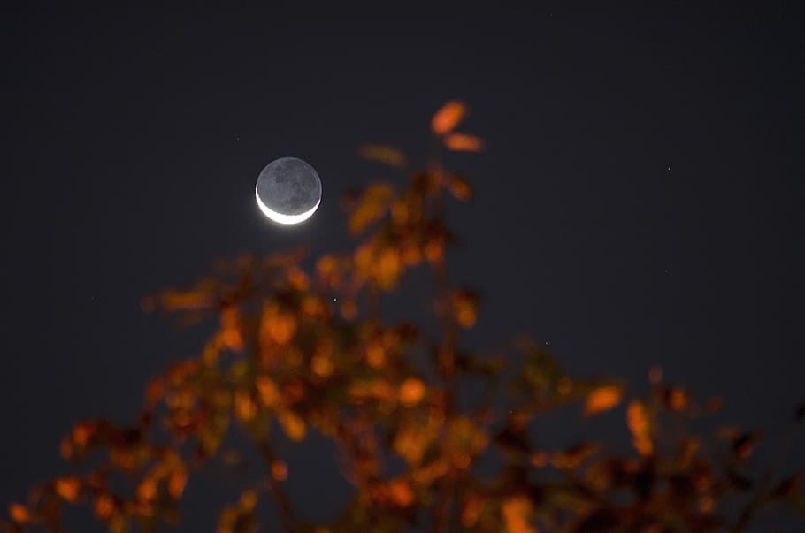 lunar eclipse, moon, tree, sky, crescent, night, evening, silhouette HD wallpaper