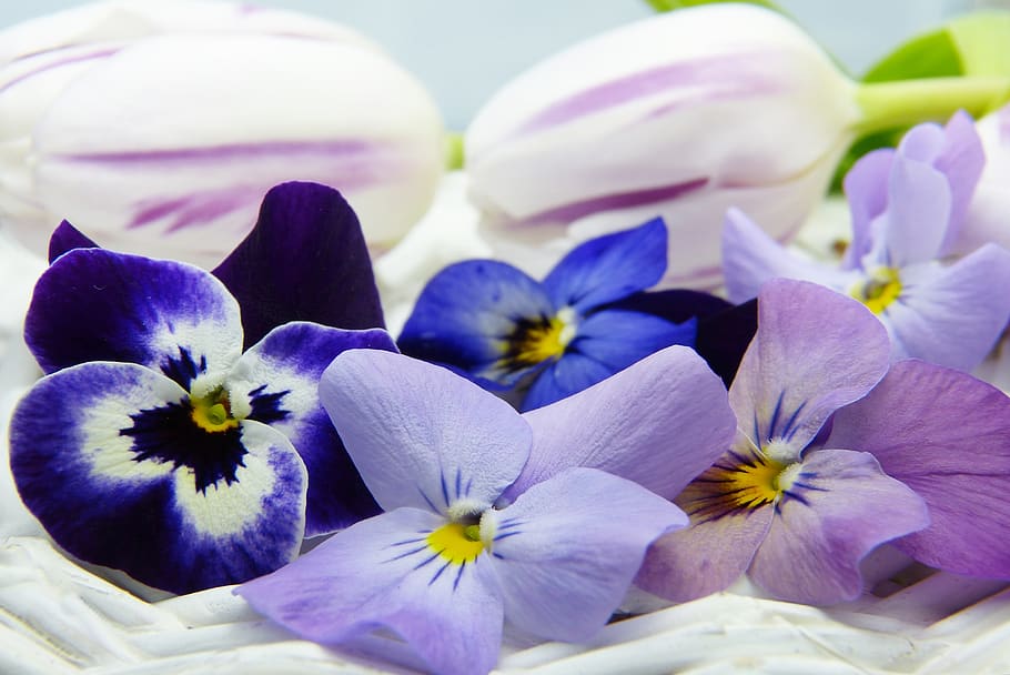 400–500, violet, tulip, purple, blue, nature, of course, blossom, HD wallpaper