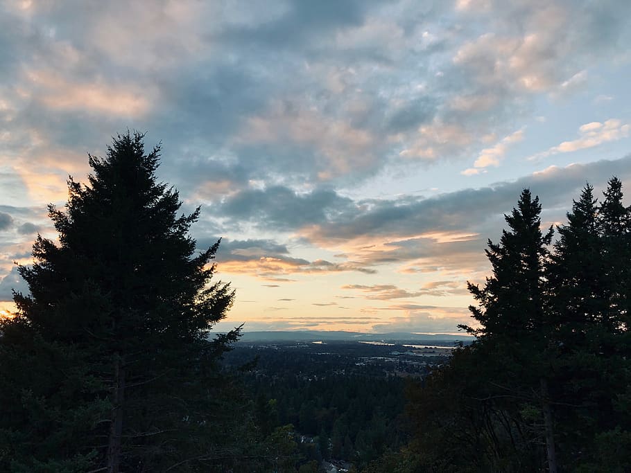 portland, united states, pine tree, oregon, sky, clouds, sunset HD wallpaper