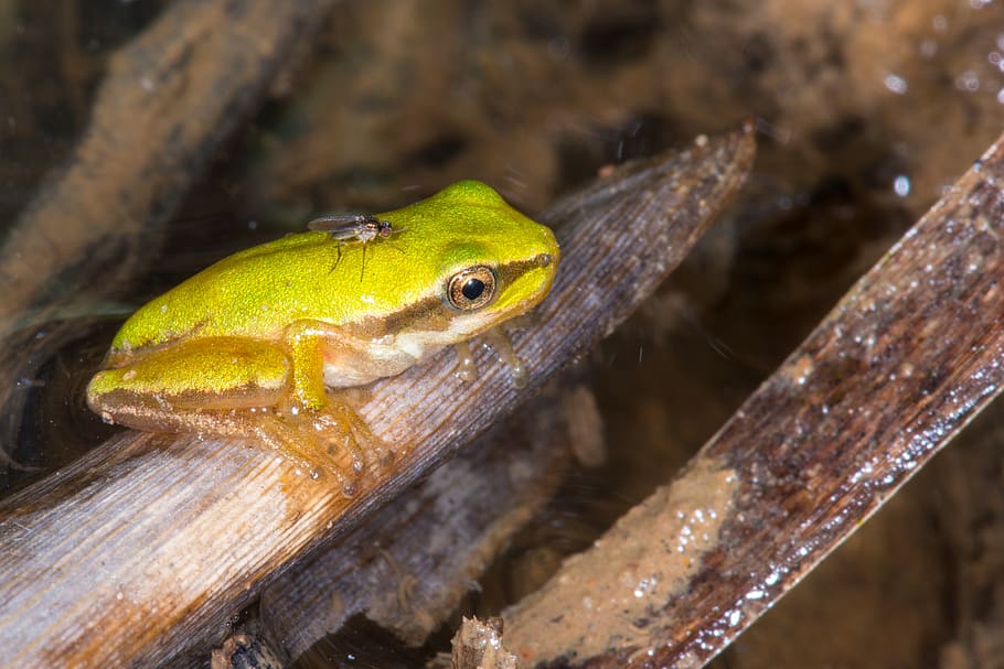 tree frog, fly, water, sit, green, pond, amphibian, animal HD wallpaper