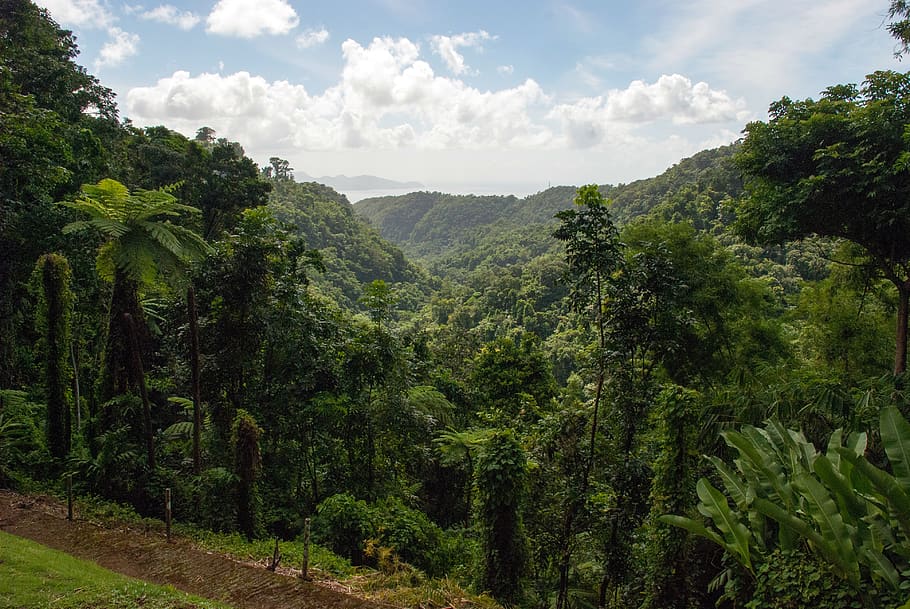 martinique, forest, trees, flora, rainforest, green, vegetation HD wallpaper