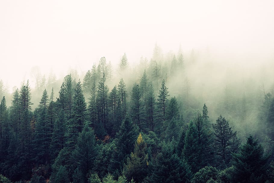 forest, woods, trees, green, fog, foggy, sky, plant, beauty in nature HD wallpaper
