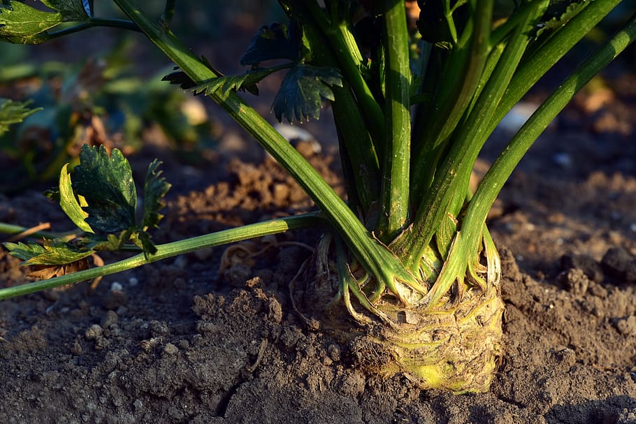 celery, plant, celery plant, vegetables, food, fresh, healthy HD wallpaper