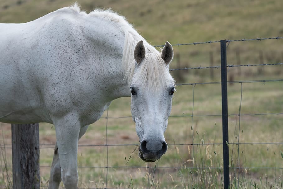 horse, pony, equine, australian pony, grey, grazing, looking