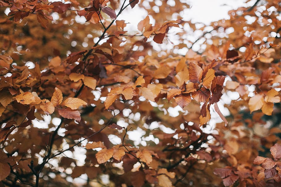 Brown Leafed Tree Selective Focus Photography, branch, season HD wallpaper