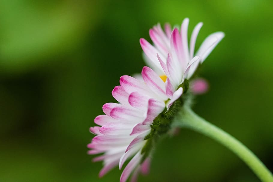 daisies, spring, nature, bloom, flora, beauty, close, colorful HD wallpaper