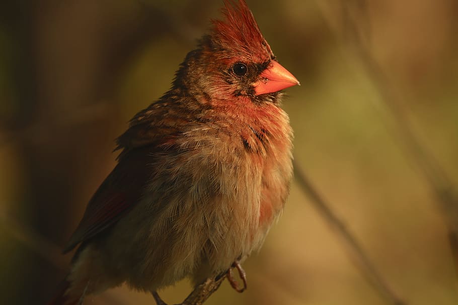 red and gray cardinal bird in selective focus photography, branch HD wallpaper