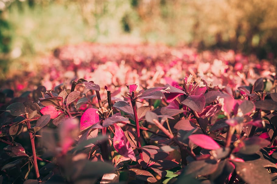 flowers, plants, spring, petals, bloom, herbs, nature, pink color HD wallpaper
