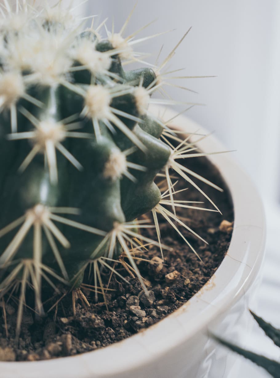 iran, tehran, succulent plant, cactus, potted plant, no people HD wallpaper