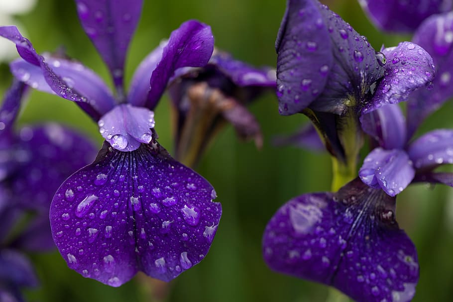 purple moth orchids, flowering plant, growth, close-up, vulnerability HD wallpaper