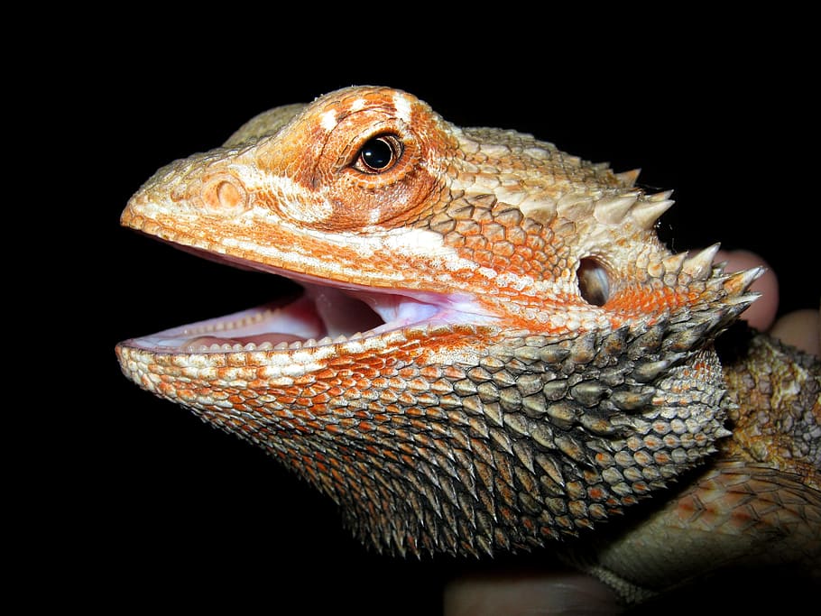 bearded, dragon, wild, reptile, animal, nature, lizard, animal themes HD wallpaper