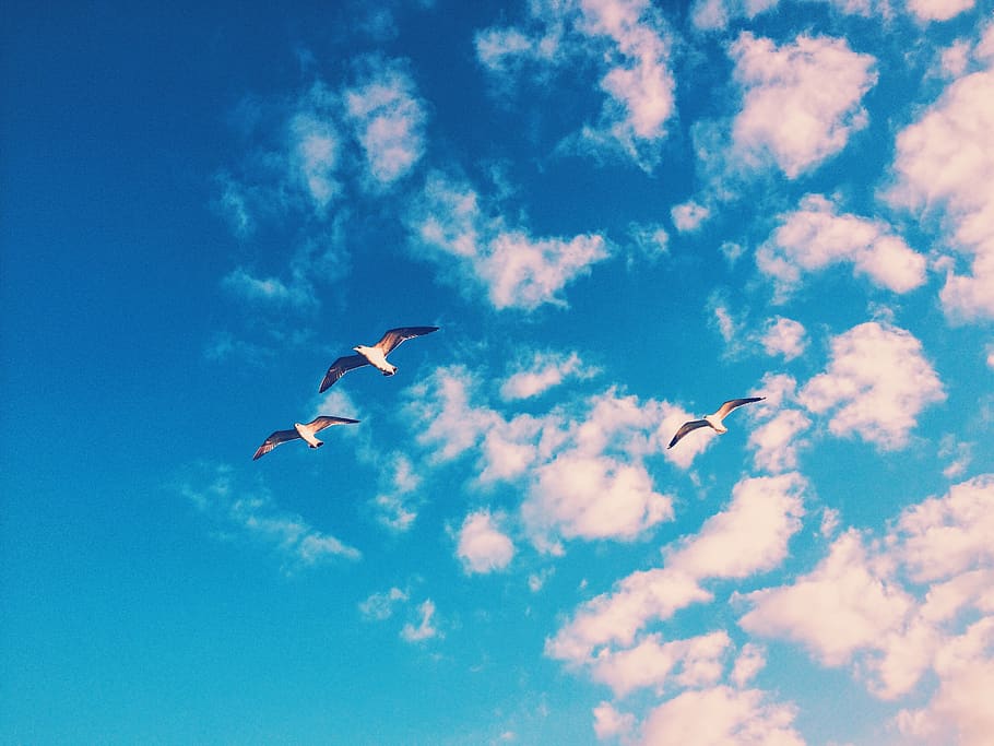 turkey, istanbul, skylight, cloud, seagull, blue, cloudscape HD wallpaper