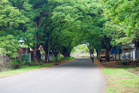 india, pollachi, tree, long ride, pollachi road, green, solo ride place HD wallpaper