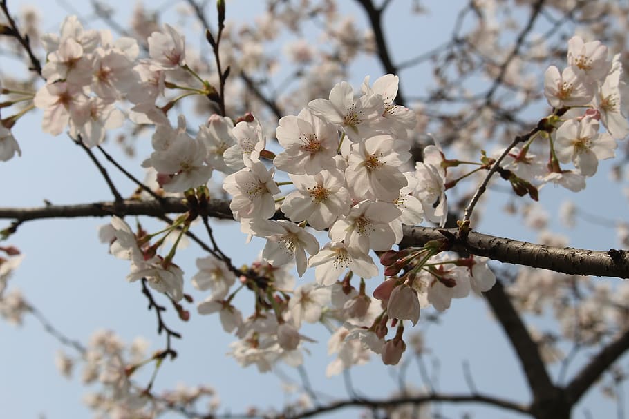 cherry blossom, tree, spring, flower, flowering plant, fragility HD wallpaper