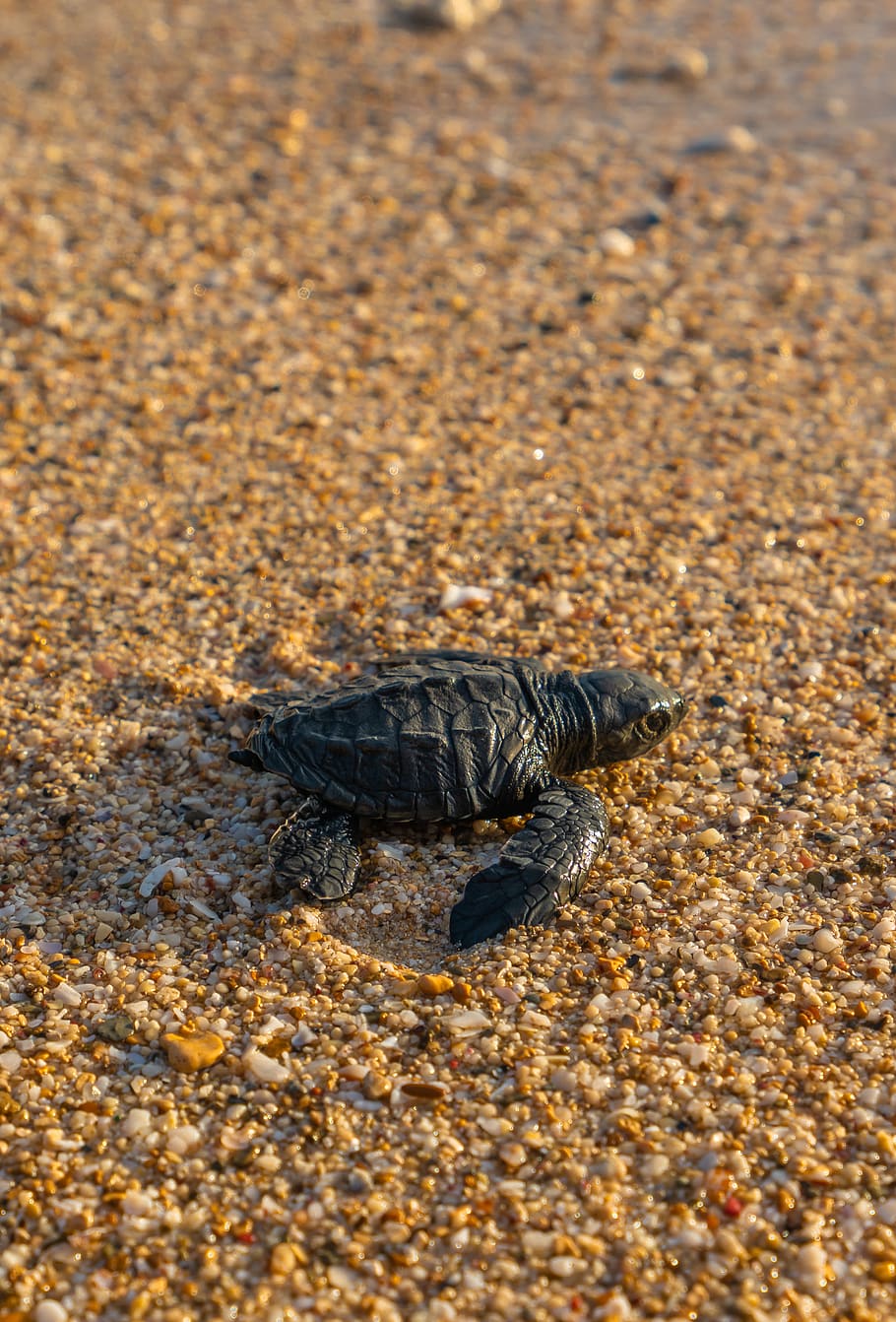 black turtle on seashore, reptile, animal, sea life, sea turtle, HD wallpaper