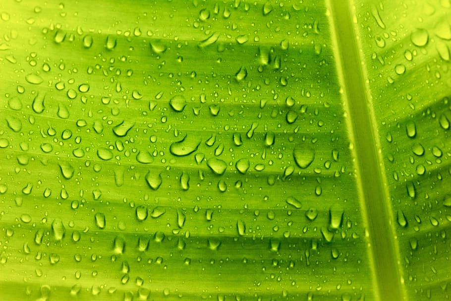 banana, leaf, translucent, sunlight, bright, pattern, water HD wallpaper