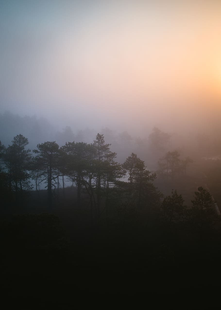 tree, fog, beauty in nature, plant, tranquility, tranquil scene HD wallpaper