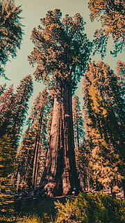 green-leafed trees, plant, united states, fir, abies, redwood HD wallpaper