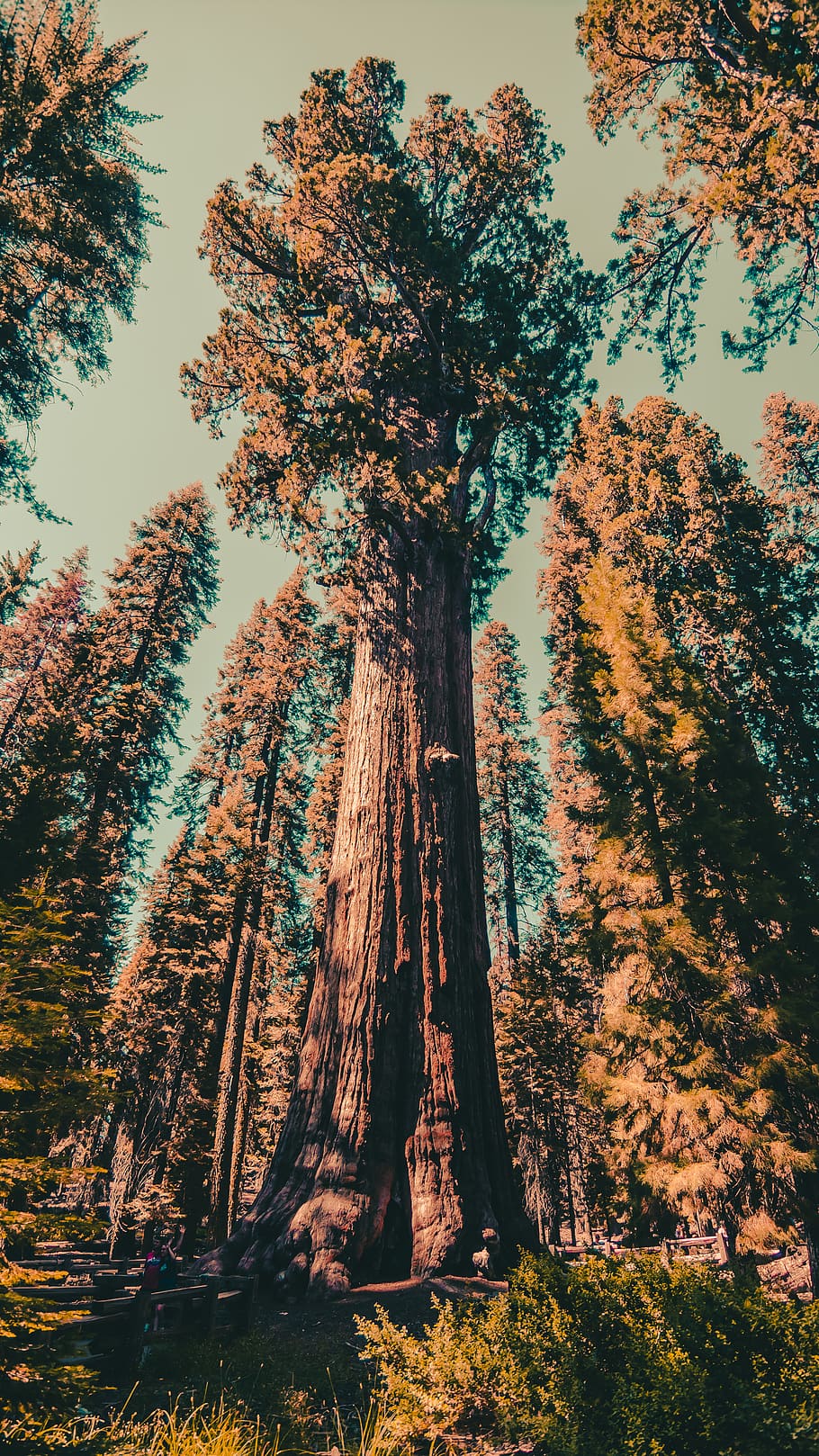 green-leafed trees, plant, united states, fir, abies, redwood