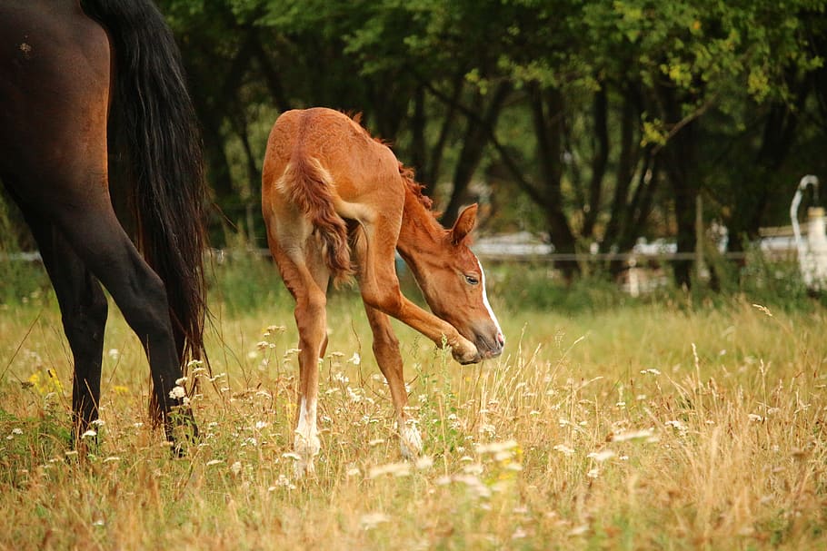 horse, fuchs, suckling, foal, animal, mare, pasture, thoroughbred arabian, HD wallpaper