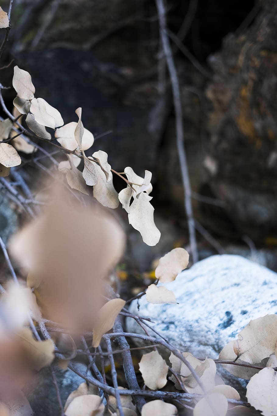 plant, blossom, petal, flower, nature, outdoors, ice, snow HD wallpaper