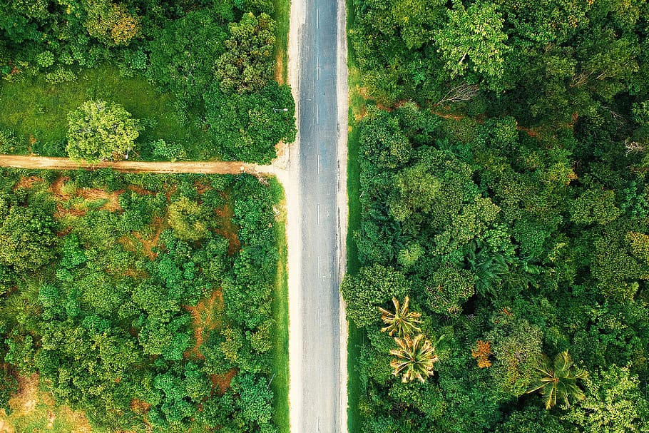 Bird's-eye View Photography of Road Between Trees, aerial shot