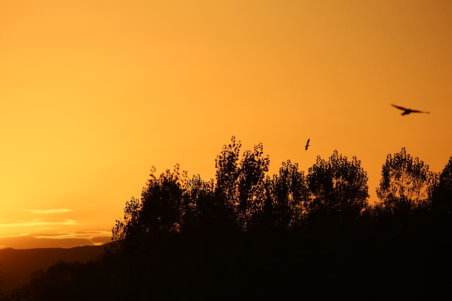 turkey, sivas, sky, birds, trees, sunset, silhouette, orange color