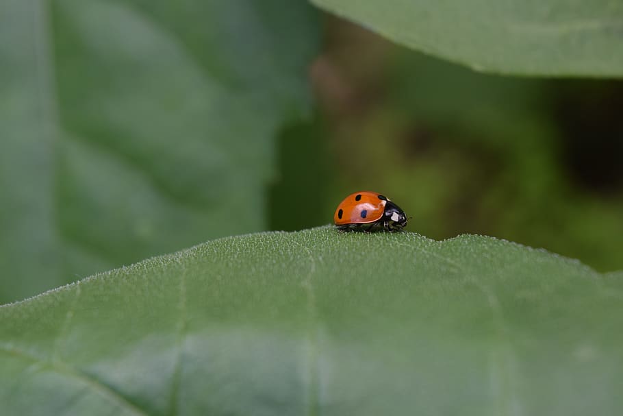ladybug, beetle, siebenpunkt, lucky charm, insect, macro, invertebrate HD wallpaper