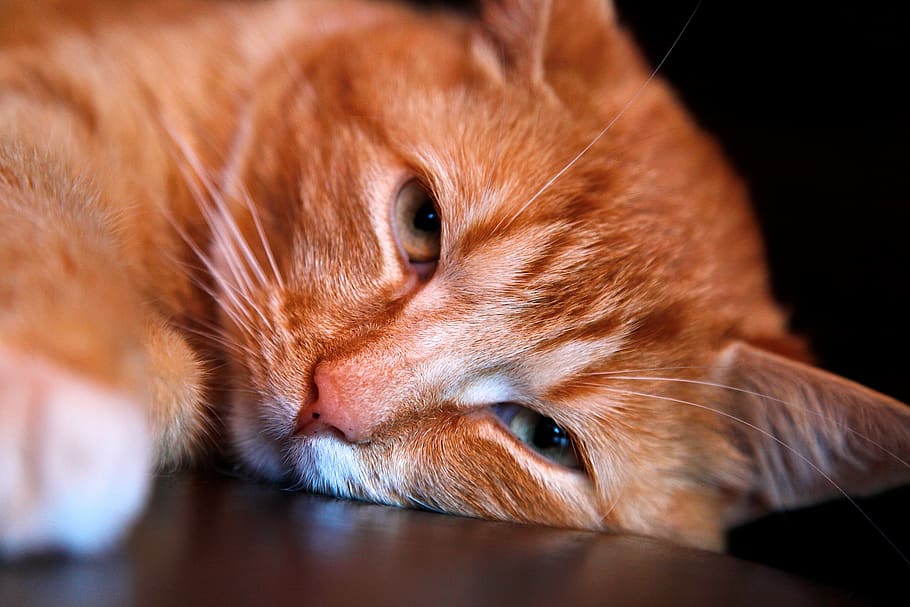 Nếu bạn là người yêu mèo, chắc chắn bạn không thể bỏ qua những bức ảnh mèo Orange Tabby đáng yêu! Với đường nét đẹp và bộ lông mềm mại, không có gì tuyệt vời hơn khi thưởng thức vẻ đẹp của những chú mèo này.