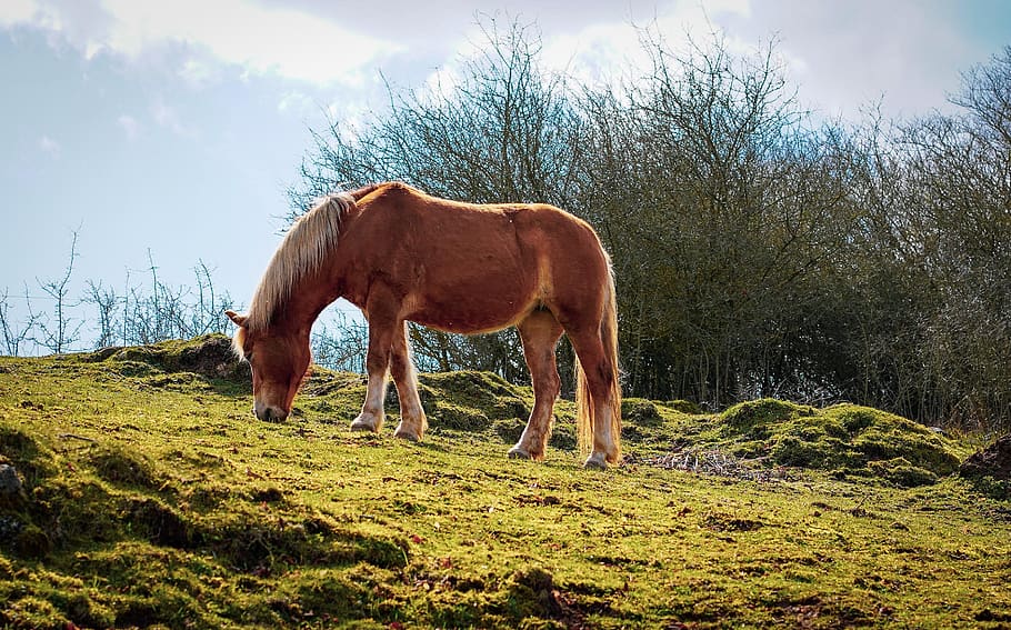 horse, brown horse, stallion, pasture, graze, meadow, animal, HD wallpaper