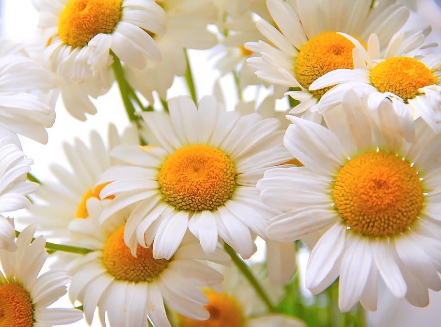 daisy, flower, chamomile, nature, summer, flora, floral, spring HD wallpaper