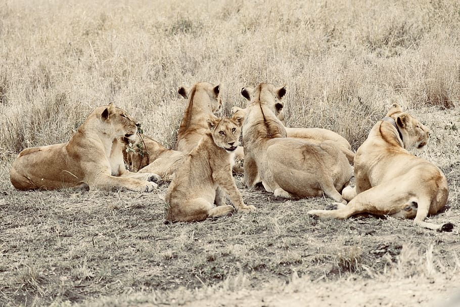 tanzania, arusha, serengeti national park, mammal, animal themes, HD wallpaper