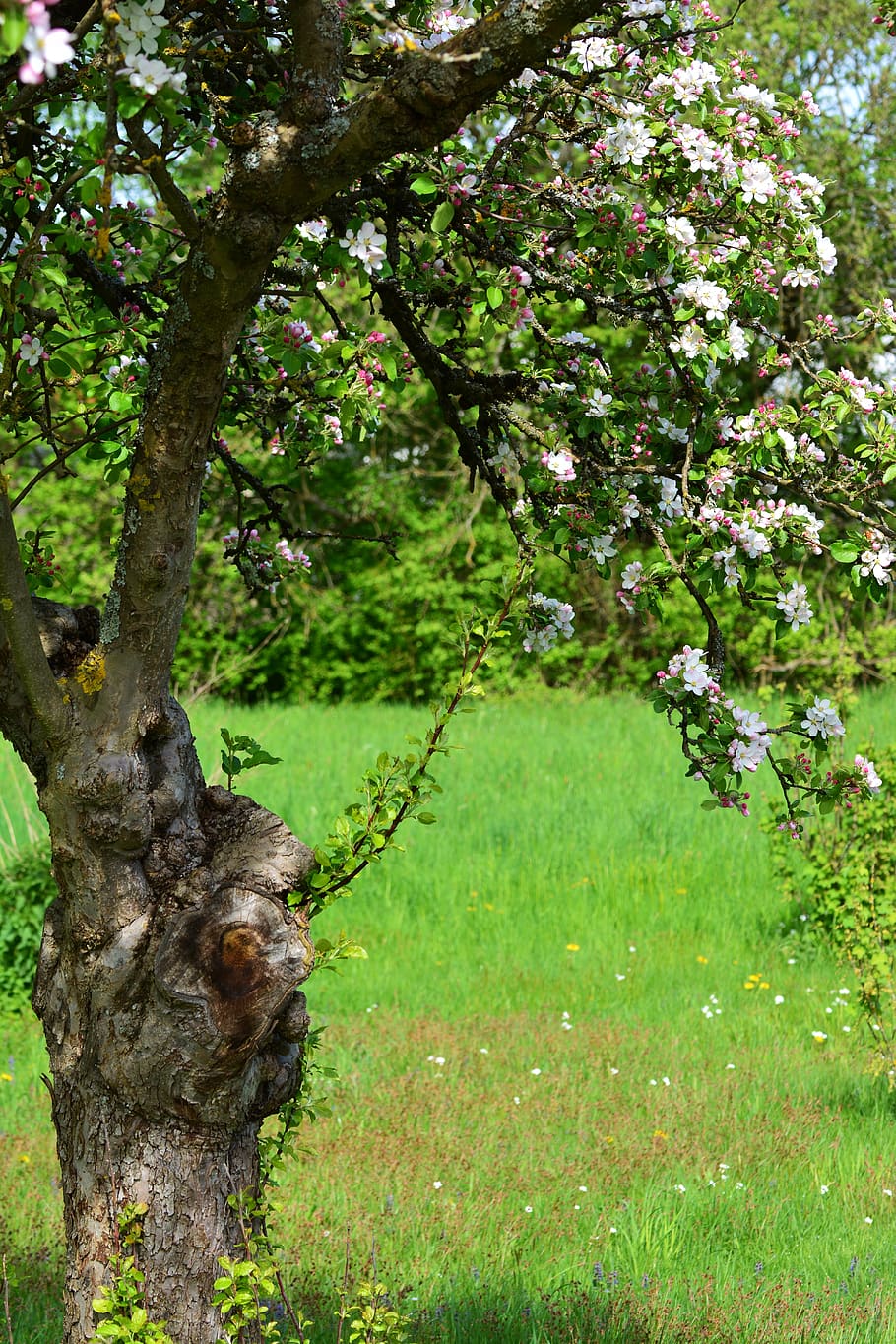 apple blossoms, apple tree, spring, flowers, apple tree flowers HD wallpaper