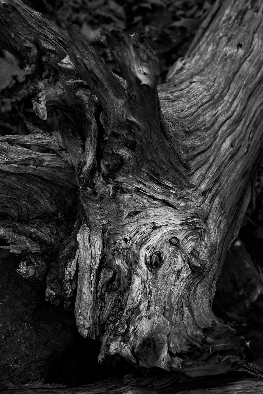 trunk, tree trunk, textured, wood - material, close-up, no people HD wallpaper