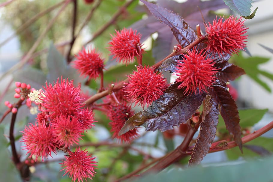 nature, bush, flower, red, plant, growth, close-up, beauty in nature HD wallpaper