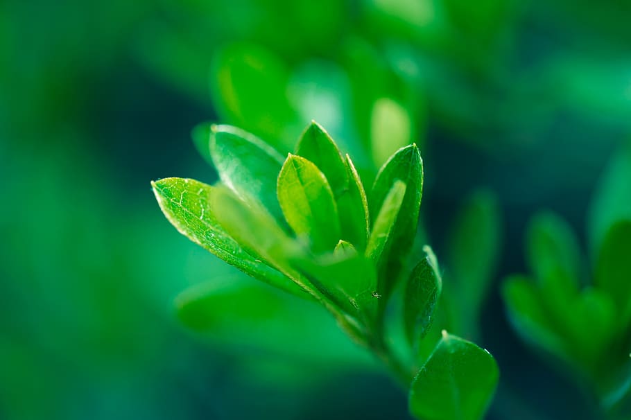 green, plant, leaf, jar, vase, pottery, nature, drink, beverage HD wallpaper
