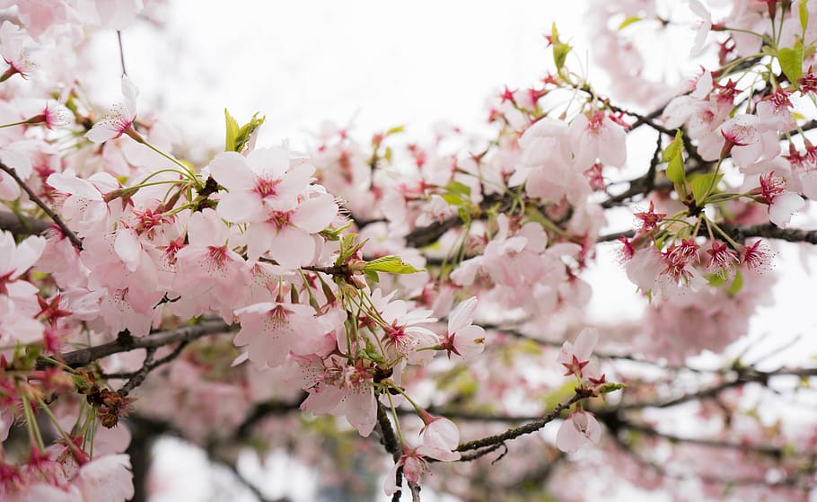 pink petaled flower, plant, blossom, cherry blossom, tree, petals HD wallpaper