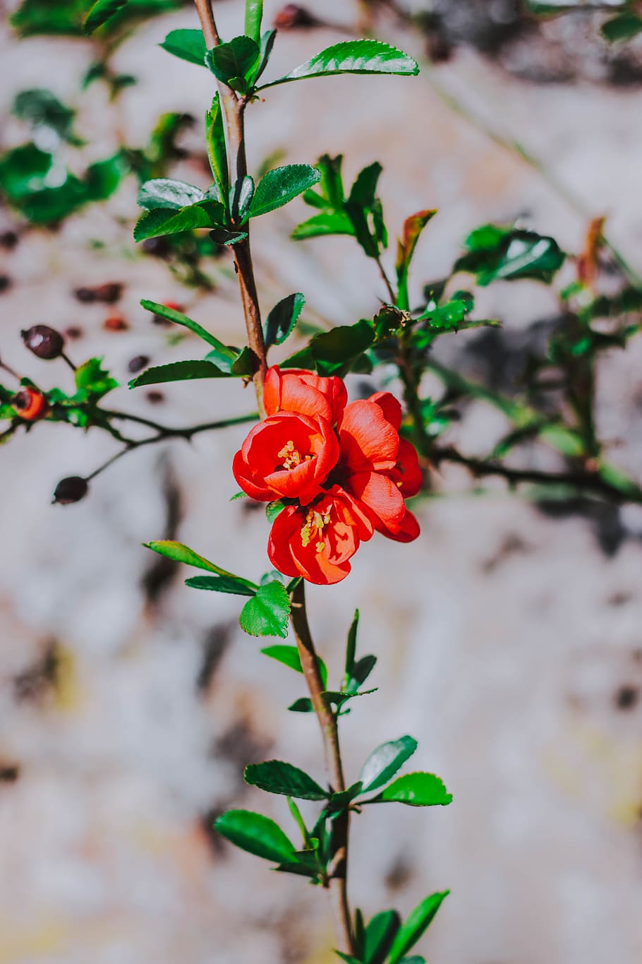 orange flowers, plant, red, beauty in nature, freshness, growth HD wallpaper
