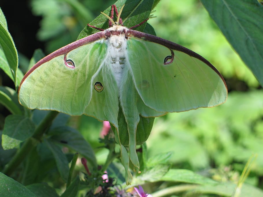 united states, palm desert, moth, luna moth, insect, plant, HD wallpaper