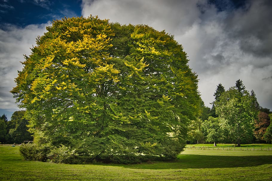 tree, park, nature, landscape, scenic, summer, clouds, rest HD wallpaper