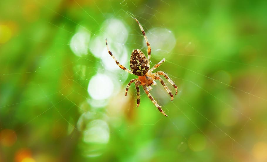 crusader, arachnid, insect, meadow, spider, cobweb, spider web HD wallpaper