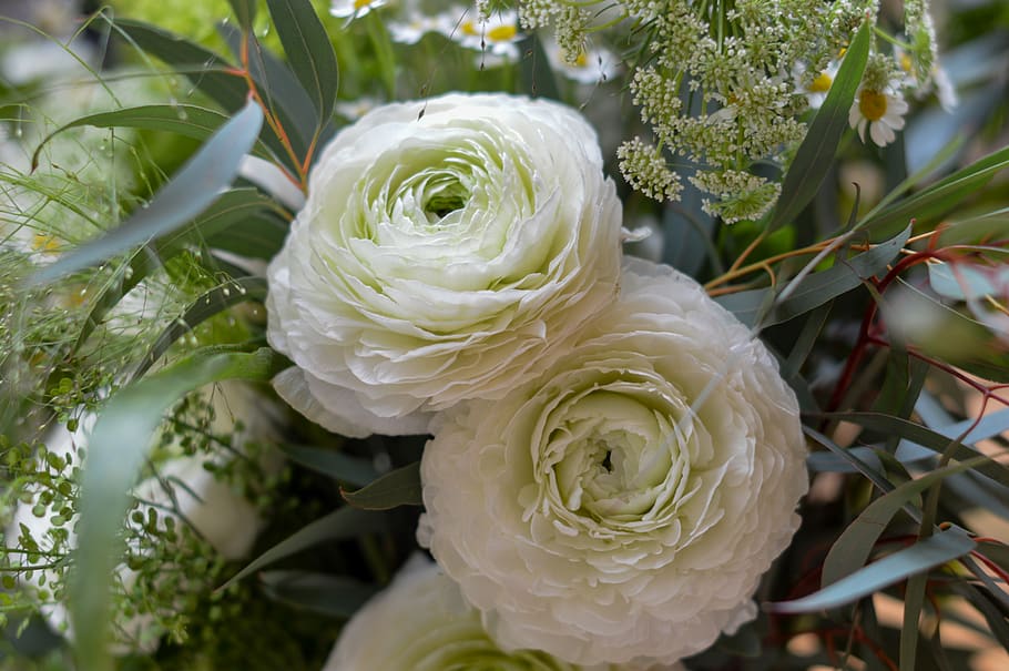 two white cluster flowers, plant, blossom, rose, flower arrangement HD wallpaper