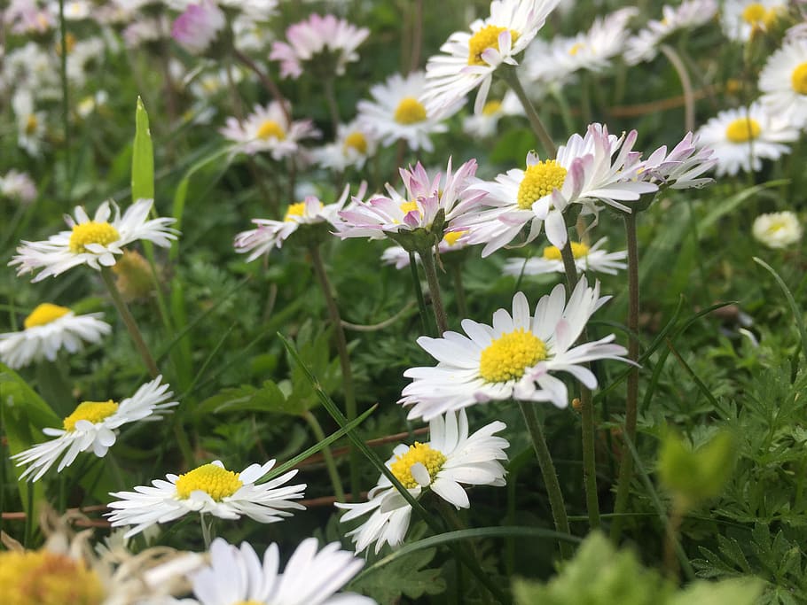 daisy, spring, flower, nature, macro, beautiful, daisies, white HD wallpaper