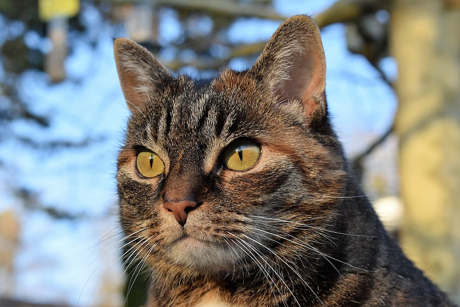 cat, mackerel, view, focused, watch, pet, domestic cat, cat face HD wallpaper