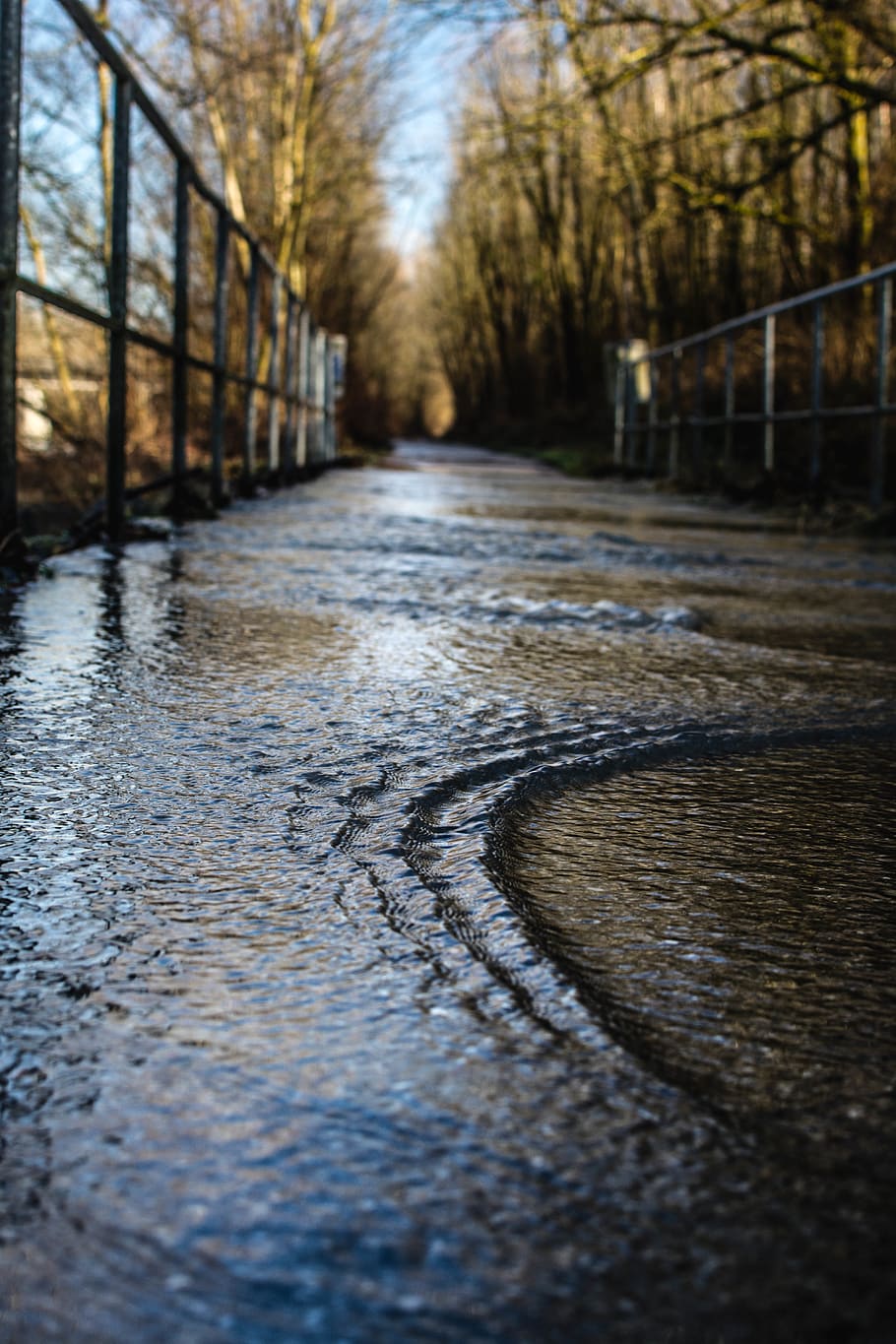 austria, tree, no people, direction, nature, water, the way forward HD wallpaper