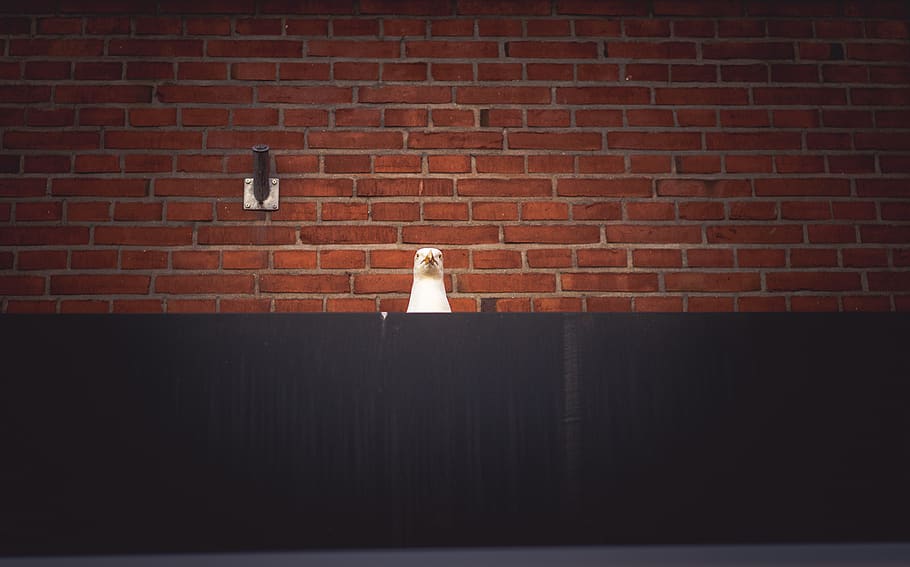 brown brick wall, eckernförde, germany, bird, red, pattern, head HD wallpaper