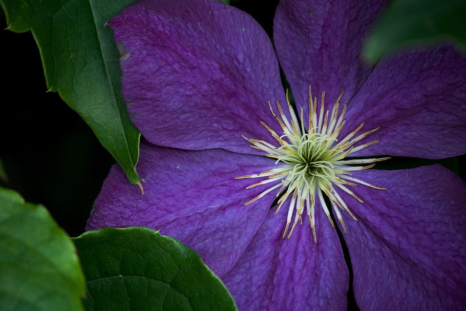 green, nature, macro, purple, flower, flowering plant, freshness HD wallpaper